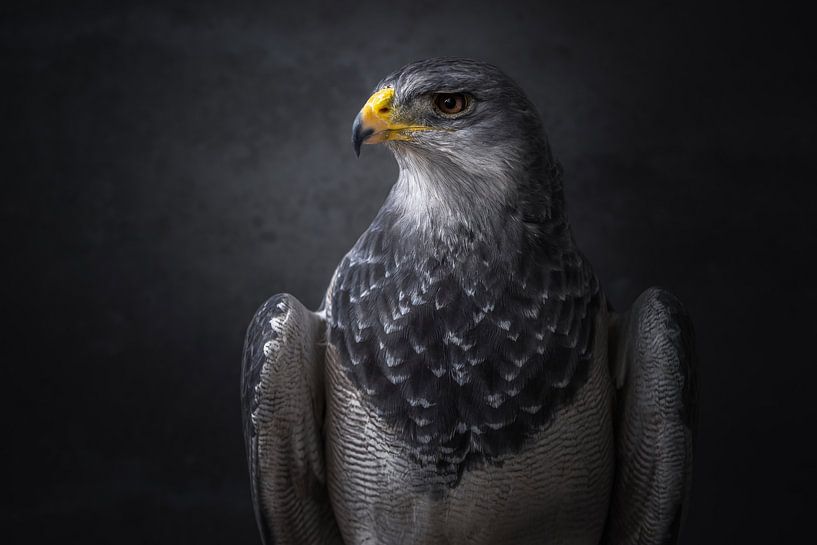 Feines Porträt eines Raubvogels | Der Grauadlerbussard | Vogelfotografie | Tierwelt von Laura Dijkslag