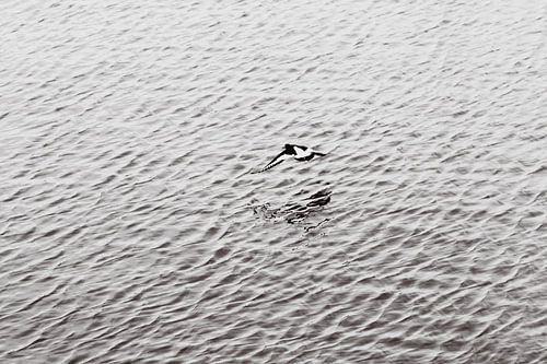 Eine Austernfischerin, die über das Wasser fliegt, von oben aufgenommen