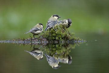 Spiegelung von drei Kohlmeisen in einem Teich von Apple Brenner