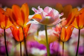 Blumenzwiebelfelder von Henk Leijen