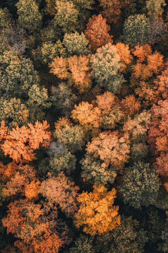 Herfst bladerdak