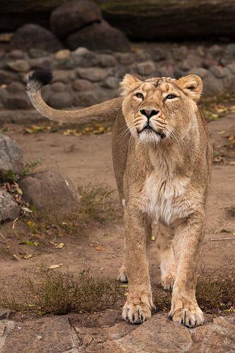 La lionne regarde et renifle. La femelle Lioness est un grand prédateur, un chat africain fort et be