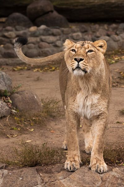 Leeuwin kijkt en snuift. Leeuwin vrouwtje is een grote roofzuchtige sterke en mooie Afrikaanse kat. van Michael Semenov