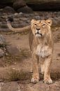 Die Löwin schaut und schnüffelt. Das löwenlose Weibchen ist eine große räuberische, starke und schön von Michael Semenov Miniaturansicht