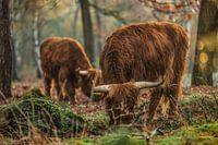 Grazing Scottish Highlanders