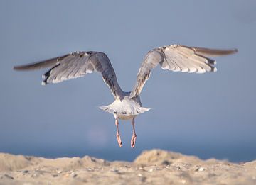 perfecte landing