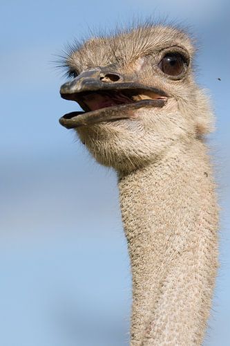 Struisvogel portret