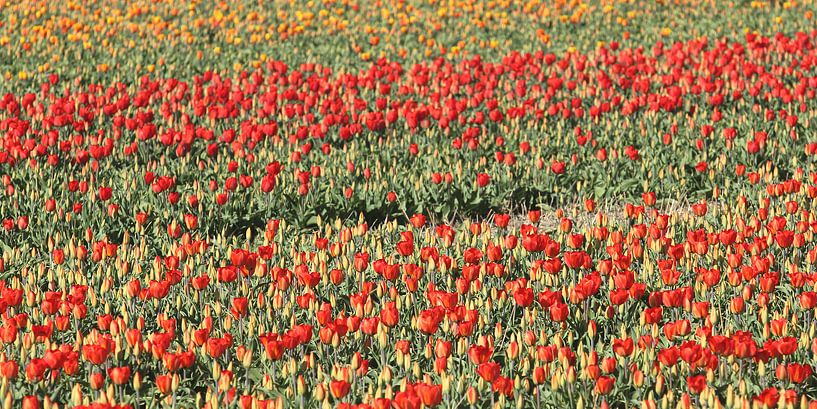 Tulpenfelder von Rob Hendriks