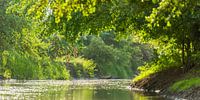 Rivier in het groen