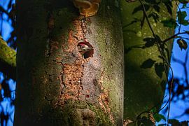 A young woodpecker waits in its nest for food by BtBclicks