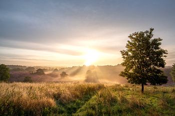 Foggy sunrise with sun harps over the hills of Brunssummerheide