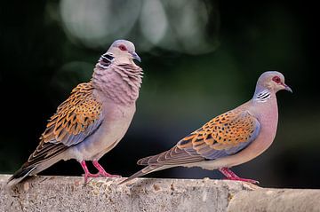 Baltsende zomertortelduiven paar in flevoland bij de boerderij van Hans Hut