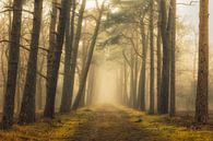 Sfeervol bospad op een mistige ochtend van Sjaak den Breeje thumbnail