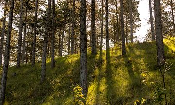 Naaldbomen in een bos met een mooie ochtendzon 2 van Percy's fotografie