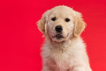 Portret van een golden retriever pup tegen een rode achtergrond van Elles Rijsdijk