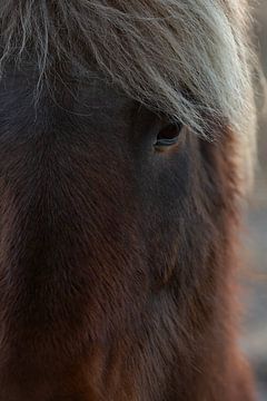 IJslandse pony van PeetMagneet