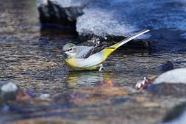 Bergeronnette des ruisseaux au printemps sur Karin Jähne