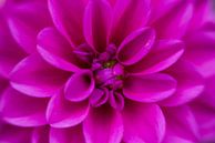 Donker roze dahlia met over elkaar heen gevouwen kroonbladeren van Monique van Helden thumbnail