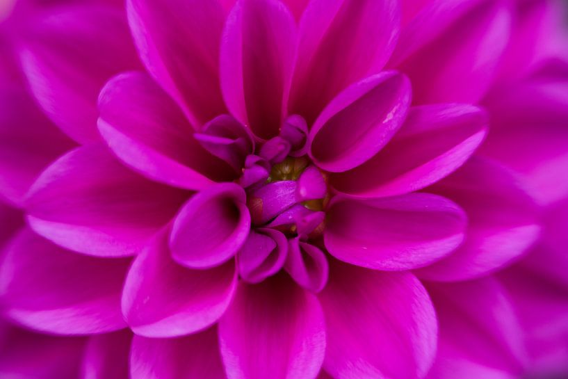 Donker roze dahlia met over elkaar heen gevouwen kroonbladeren van Monique van Helden