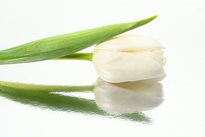 Weiße Tulpe, die auf einer Spiegelfläche ruht