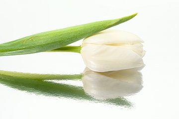 White tulip resting on a mirrored surface