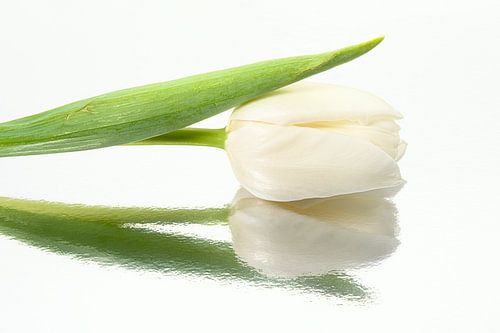 Witte tulp rustend op een spiegelend oppervlak