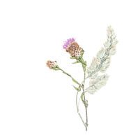 Fine Art Drying Flower.