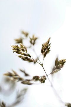 Veldbeemdgras