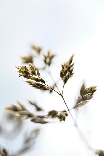 Veldbeemdgras