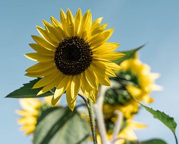 Tournesols sur Marjon Boerman