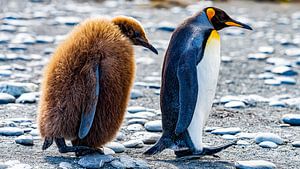 Für immer Freunde Pinguine