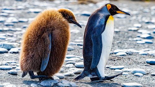 Forever Friends Pinguïns 