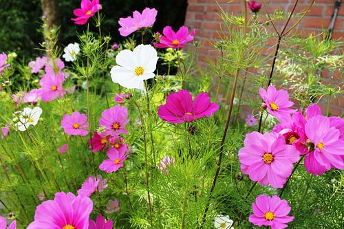 Fleurige Bloemen in de straat van Yria Meijer