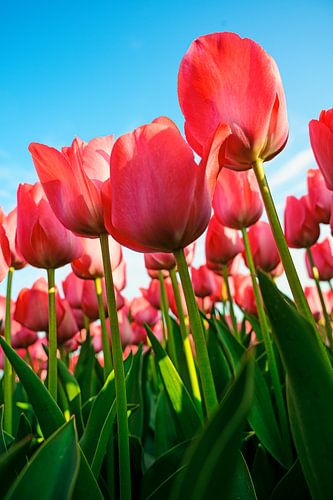 Tulpen rijken naar de hemel!