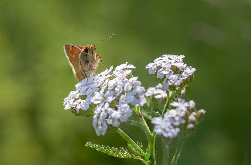 Groot Dikkopje op een Bloem van Tim Abeln