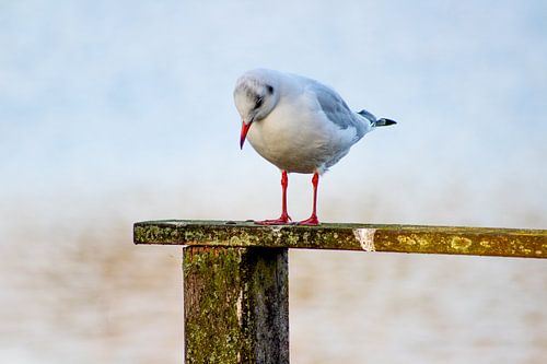 De meeuw in het spotlicht