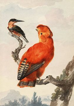Rock orange et martin-pêcheur (après 1730-avant 1792), Spectre Aert sur Teylers Museum