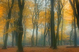 La forêt des contes de fées