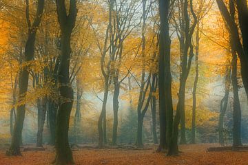 Het sprookjes bos van Loulou Beavers