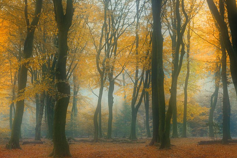 The fairy forest by Loulou Beavers