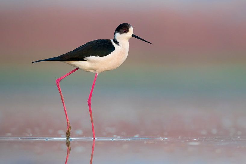 Black-winged Stilt (Himantopus himantopus) by Beschermingswerk voor aan uw muur