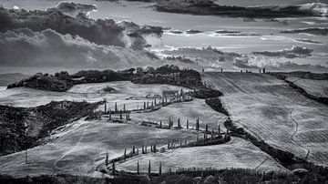 Cyprès de La Foce - Toscane - 2 - fotog noir et blanc infrarouge sur Teun Ruijters