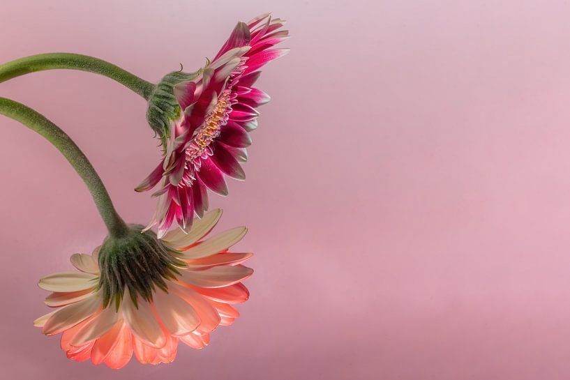 Blumen Traum 2 von Marcel Kieffer