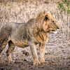 Leeuw in Taita Hills Kenia van Marjolein van Middelkoop