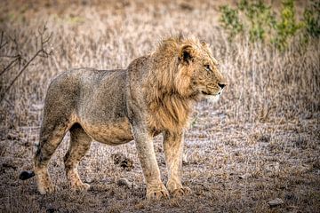 Lion in Taita Hills Kenya
