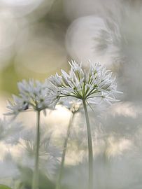 Das-look close by Angela Kraan