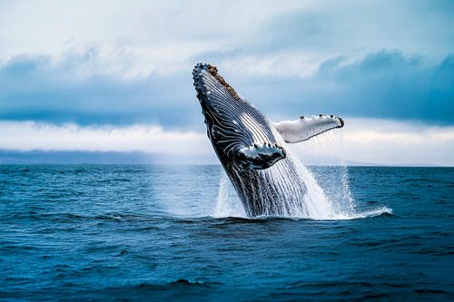 Bultrug walvis sprong