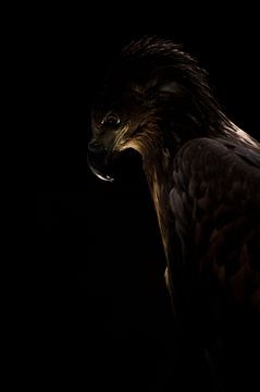 Bald Eagle by Ruurd Jelle Van der leij