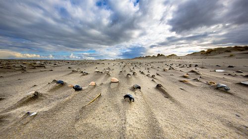 Shells on the beach