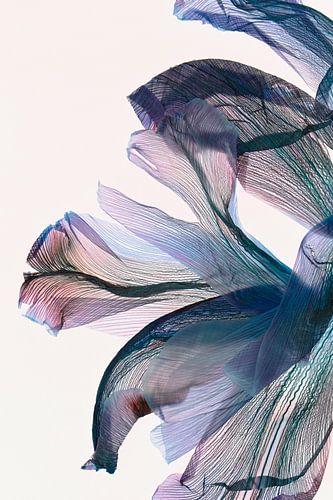 Pastel & Petrol Tulips - The fingerprint of leaves by Christine de Vogel